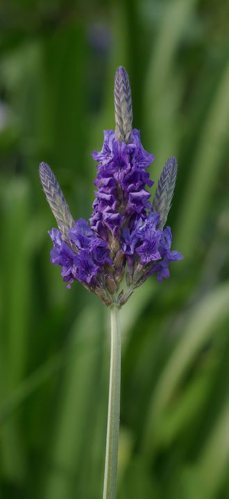 Lavandula multifida
