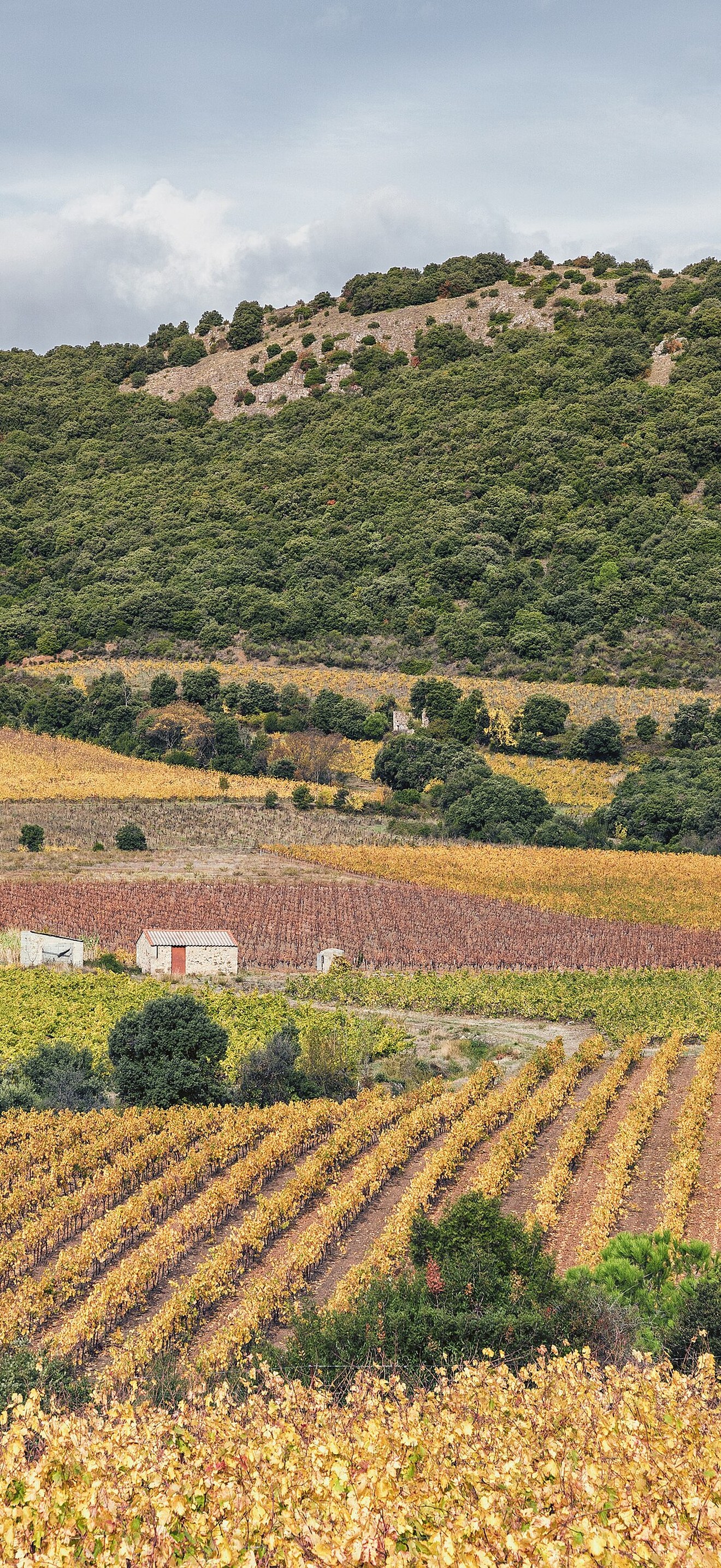 Vignes près du Pic de Vissou - October 2020