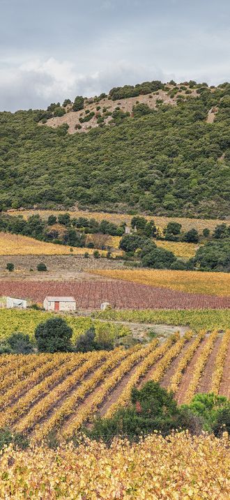 Vignes près du Pic de Vissou - October 2020