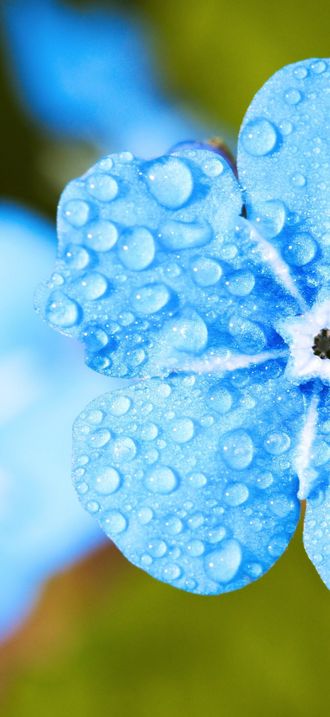 Blue flower with water drops