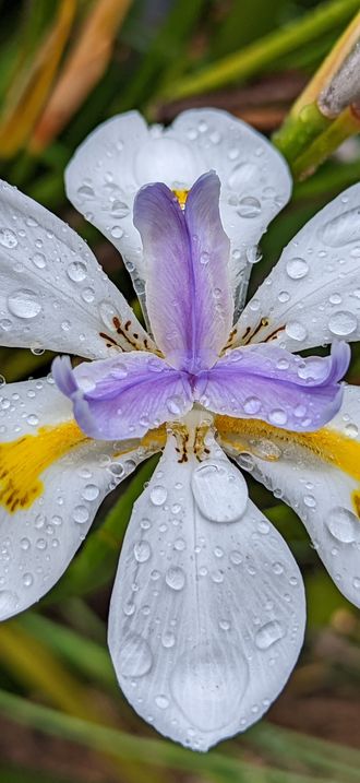DietesGrandiflora