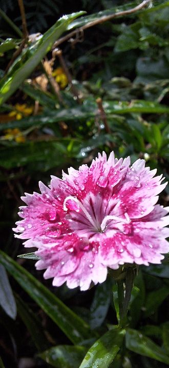 Dianthus barbatus - pink sweet William