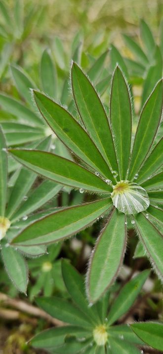 Rauenthal, lupine leaves with rain drops