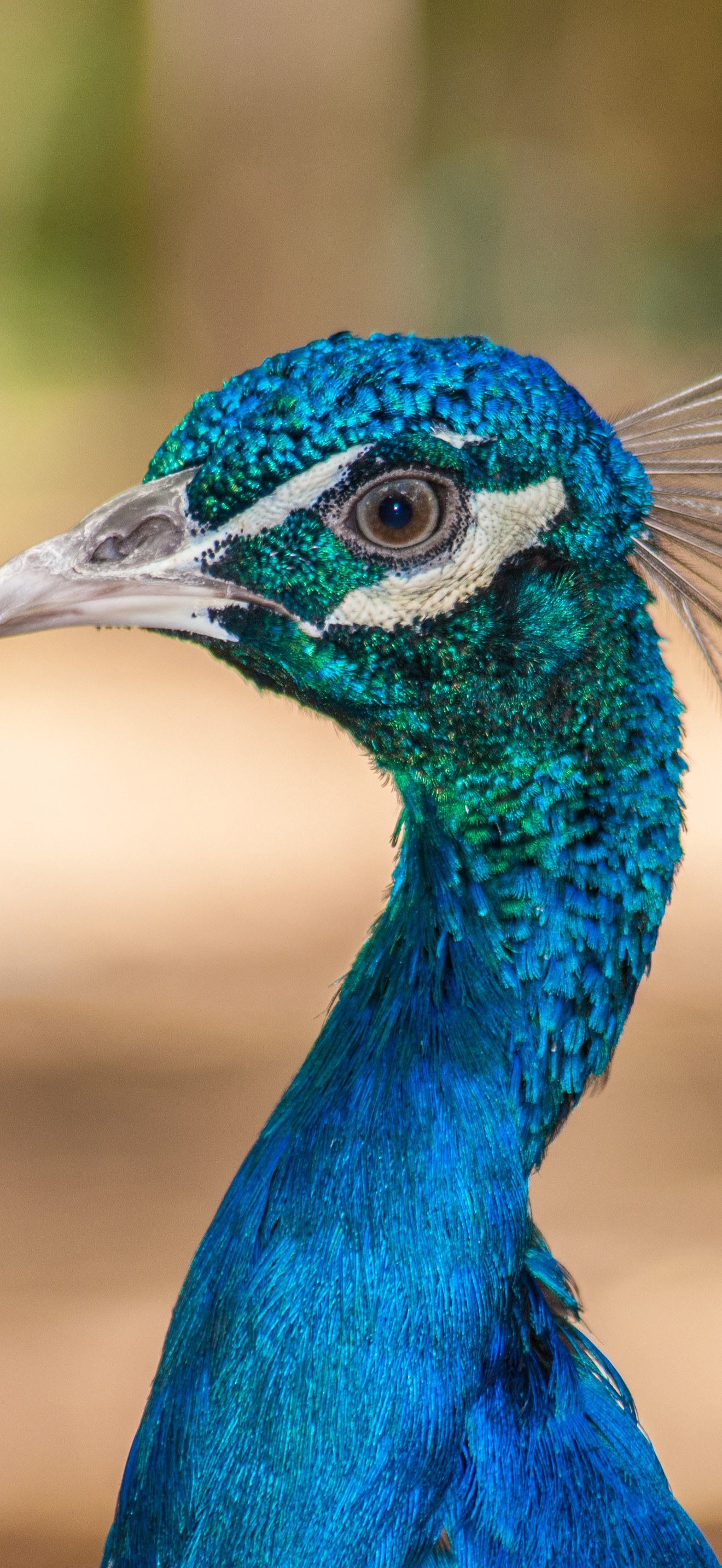 Pavo Real Venezolano