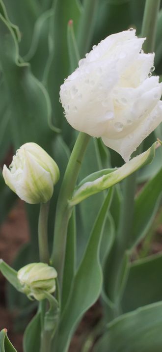 Tulipa 'Mondial' multiflowering