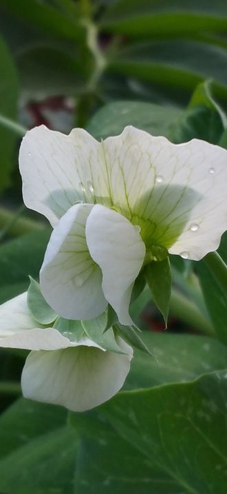 Pea flowers and water drops