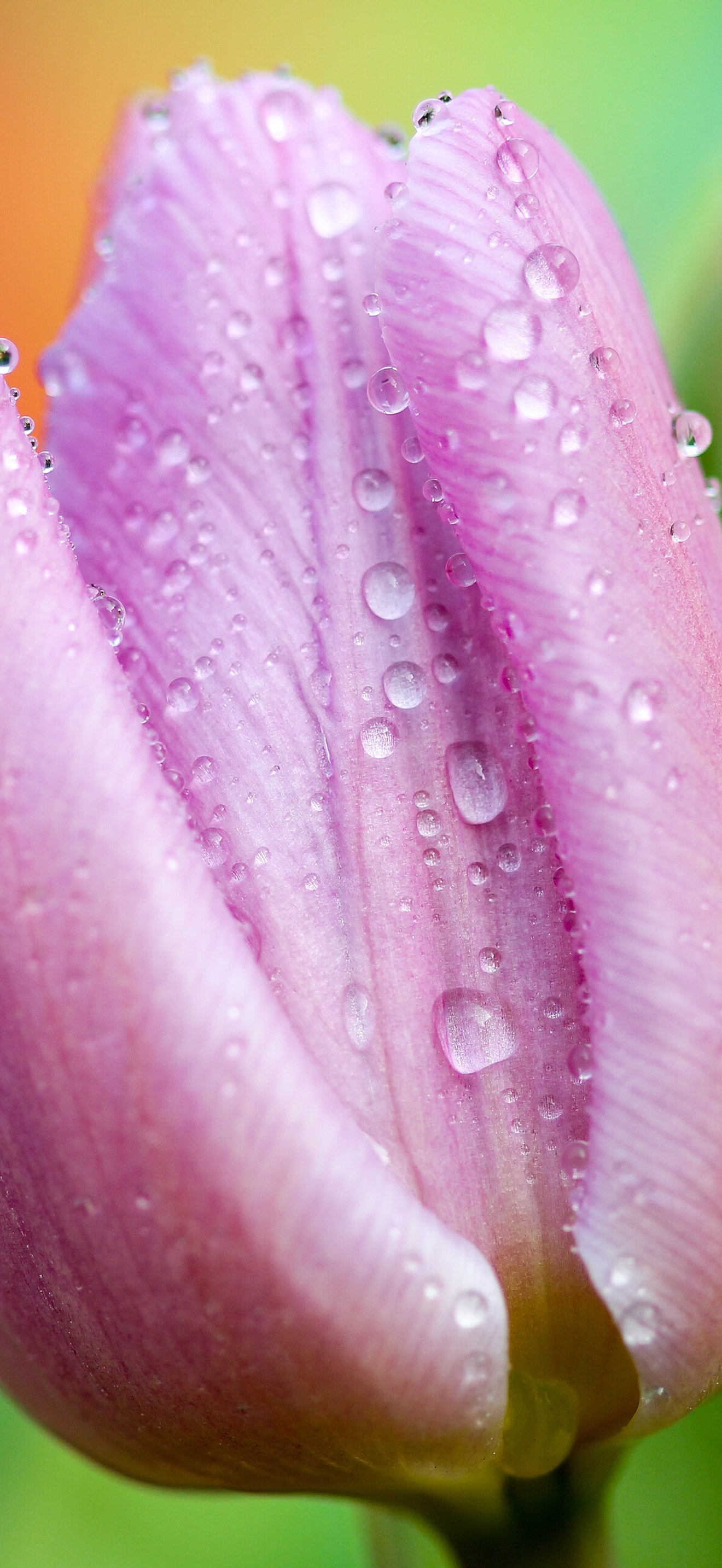 Dew-covered tulip