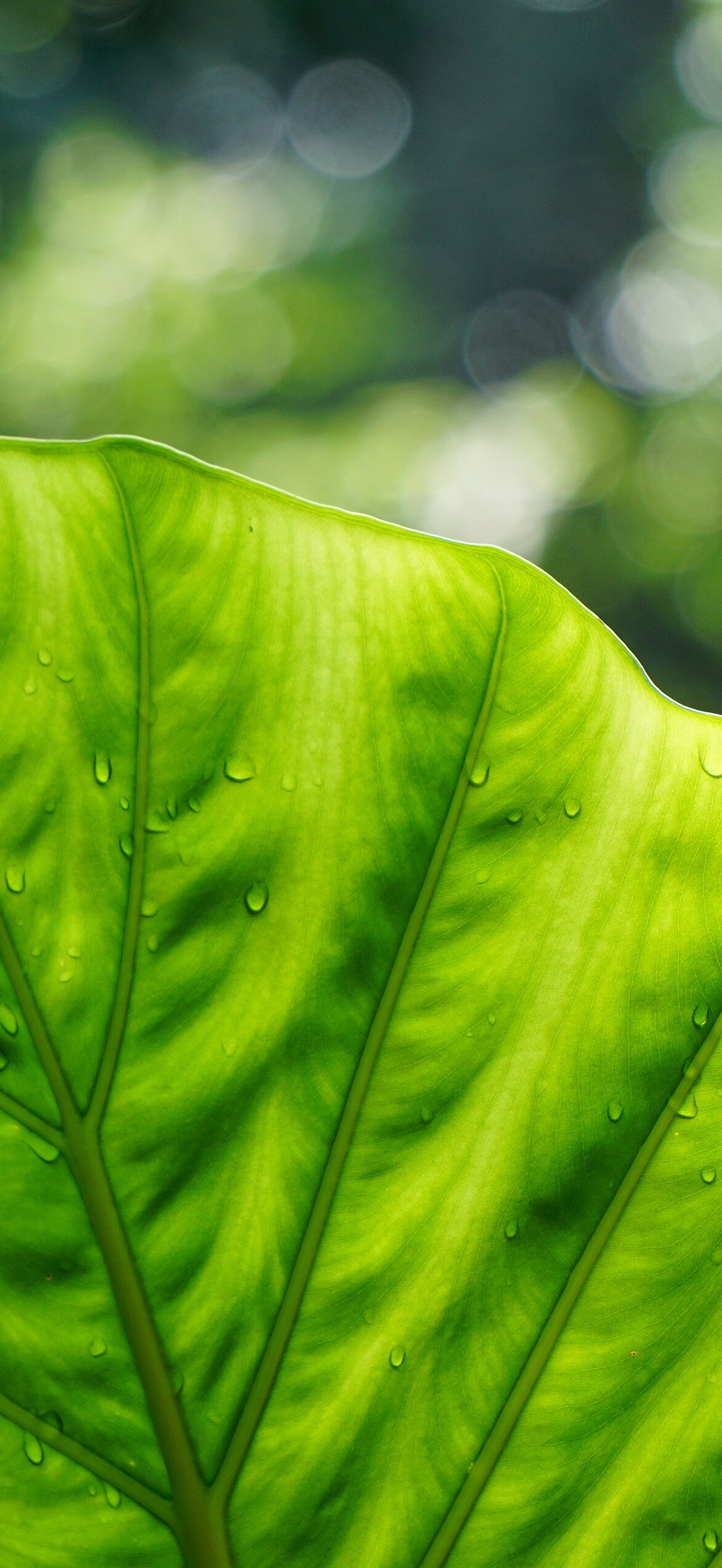 Large Leaf