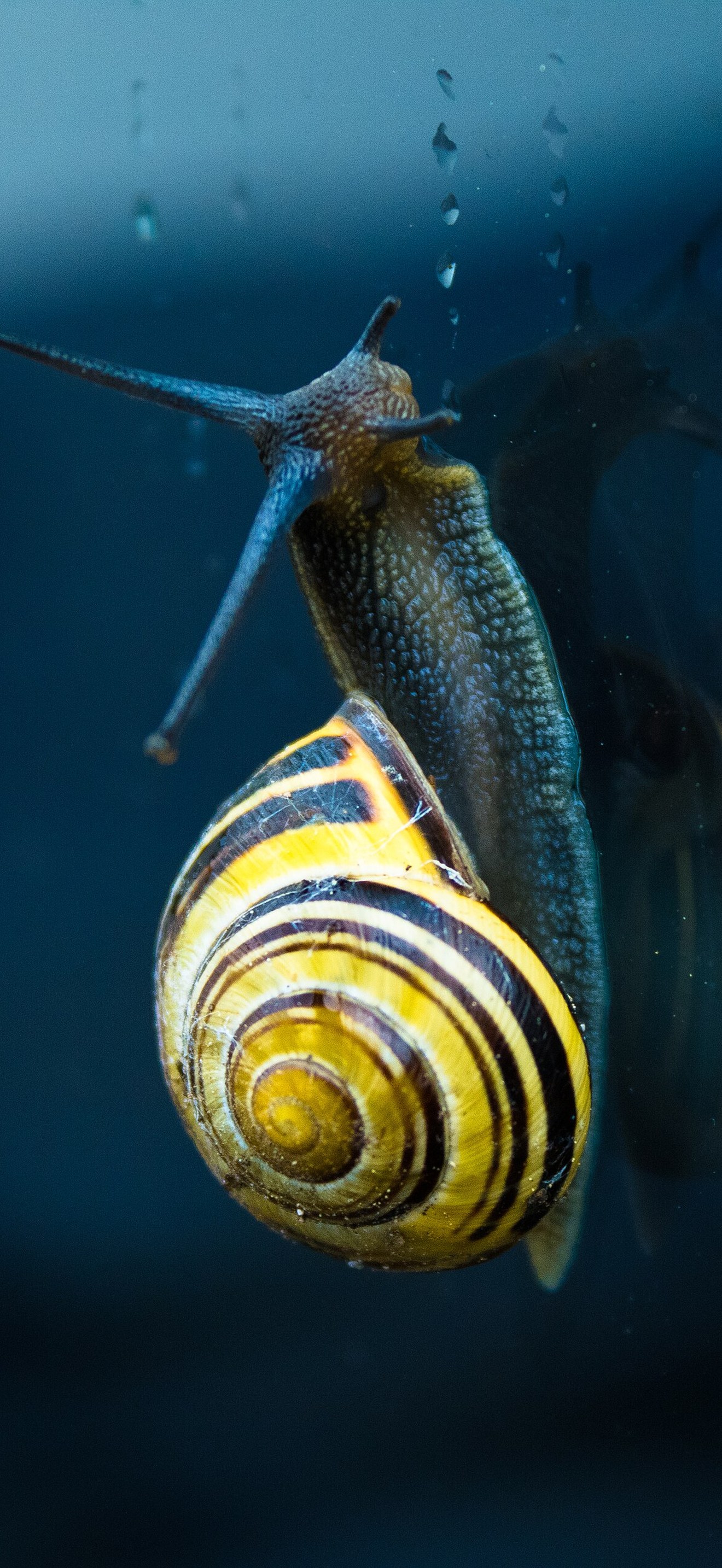 Snail yellow striped shell