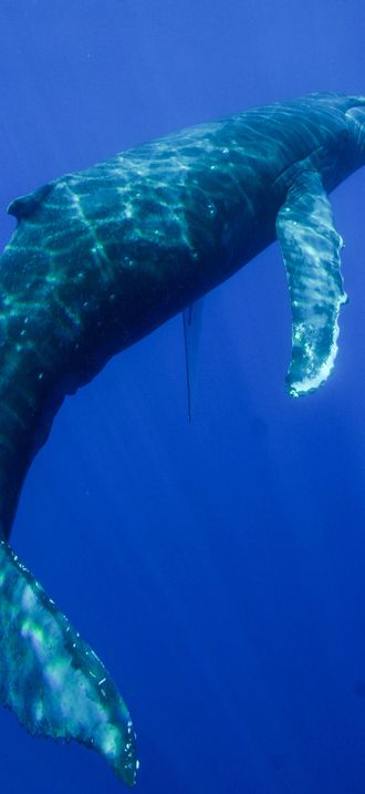 HIHWNMS humpback whale (48771144812) (cropped)