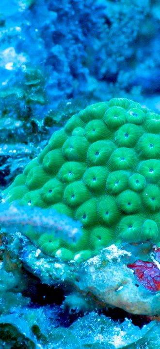 Small coral colony