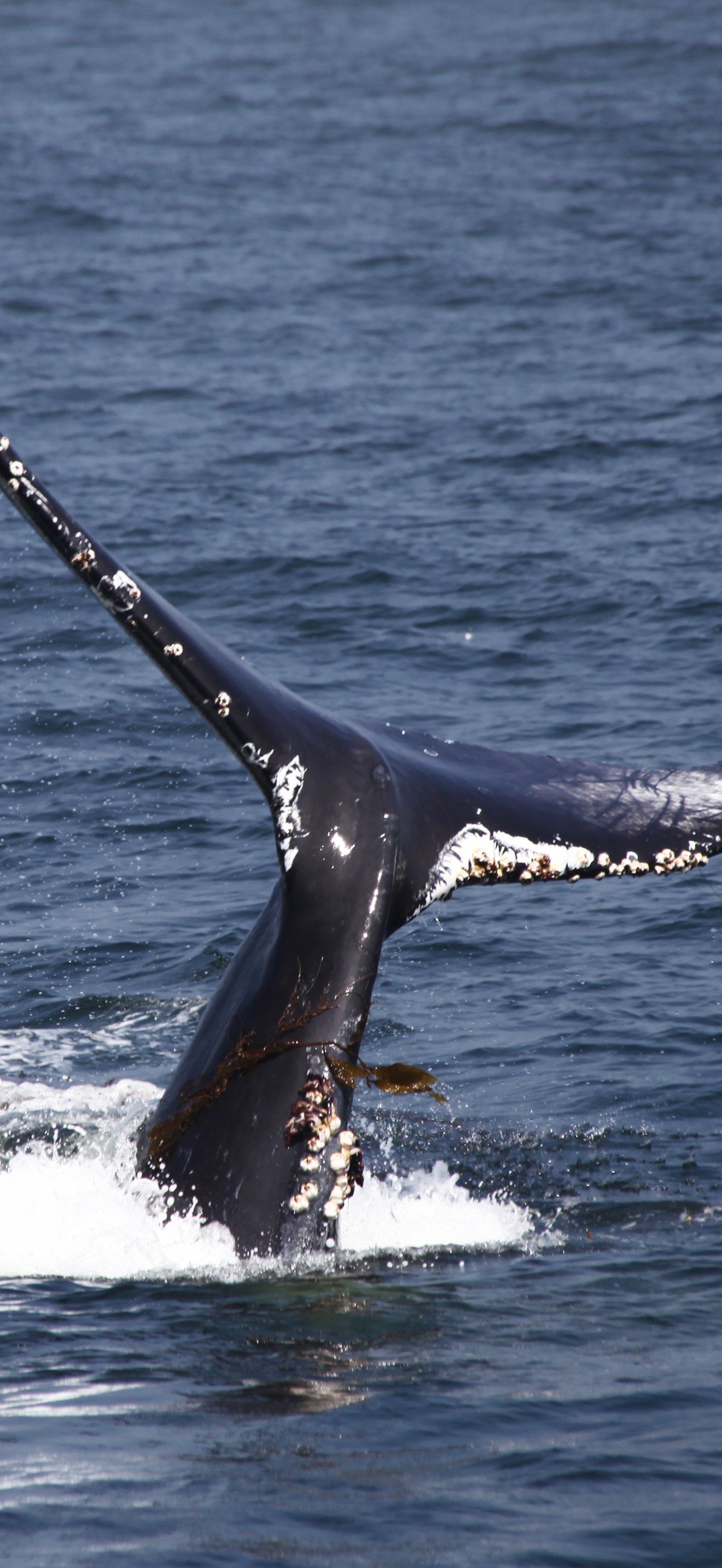 MBNMS - humpback tail