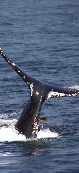 MBNMS - humpback tail