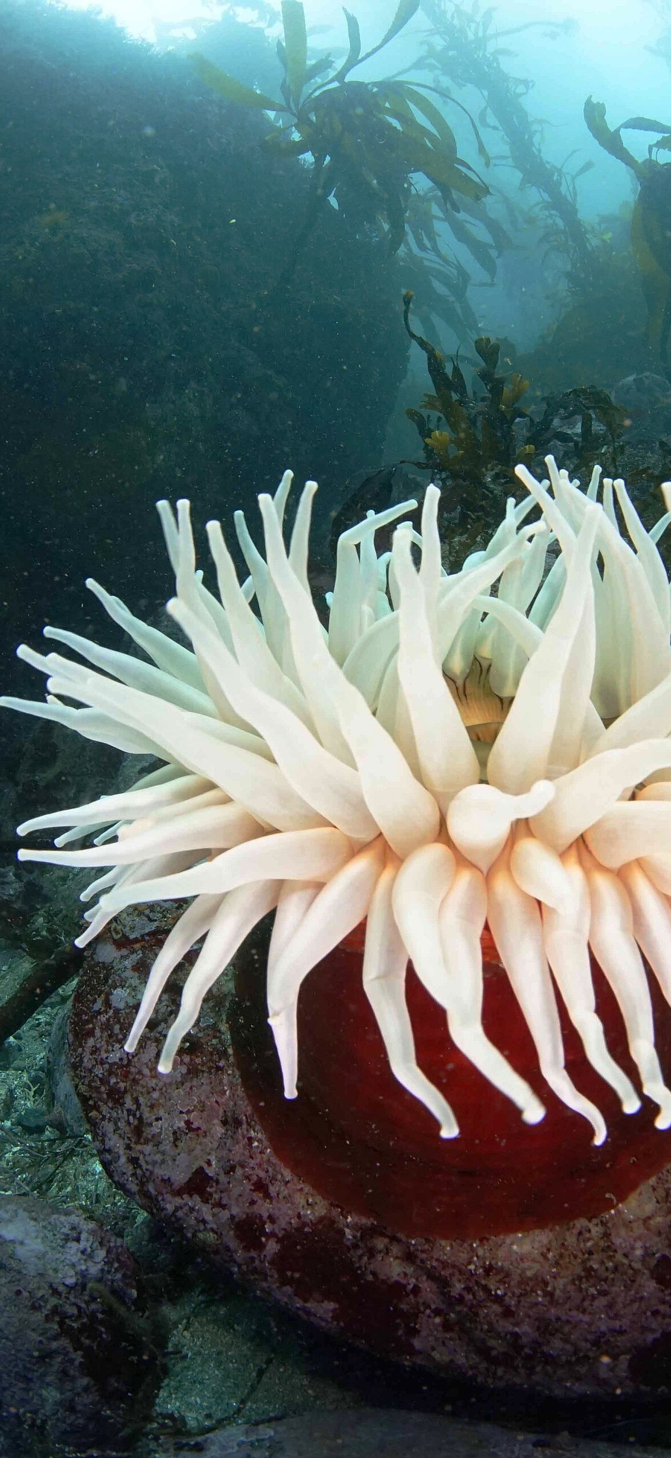 MBNMS - anemone