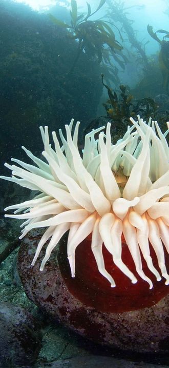MBNMS - anemone