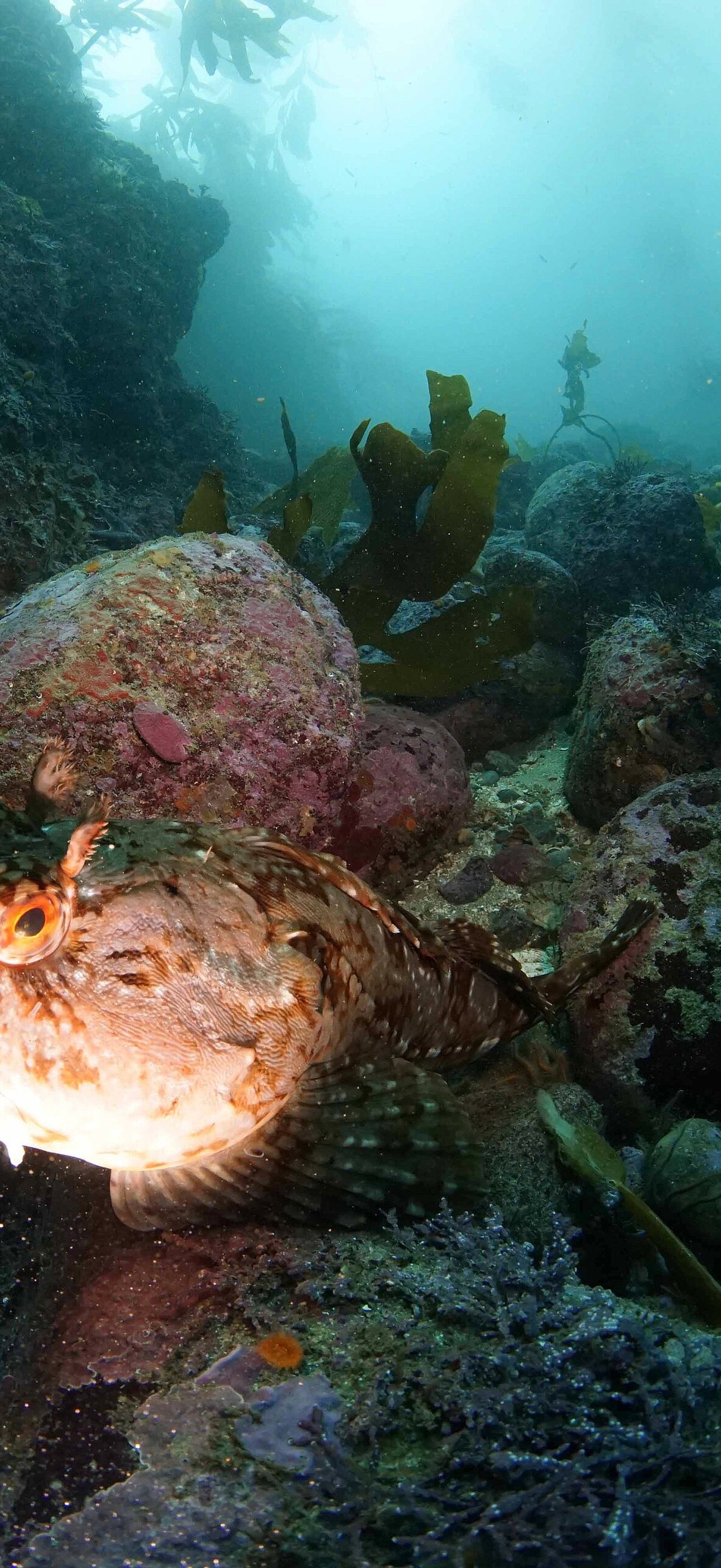 MBNMS - Fish In Kelp Forest
