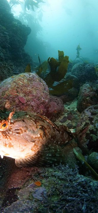MBNMS - Fish In Kelp Forest