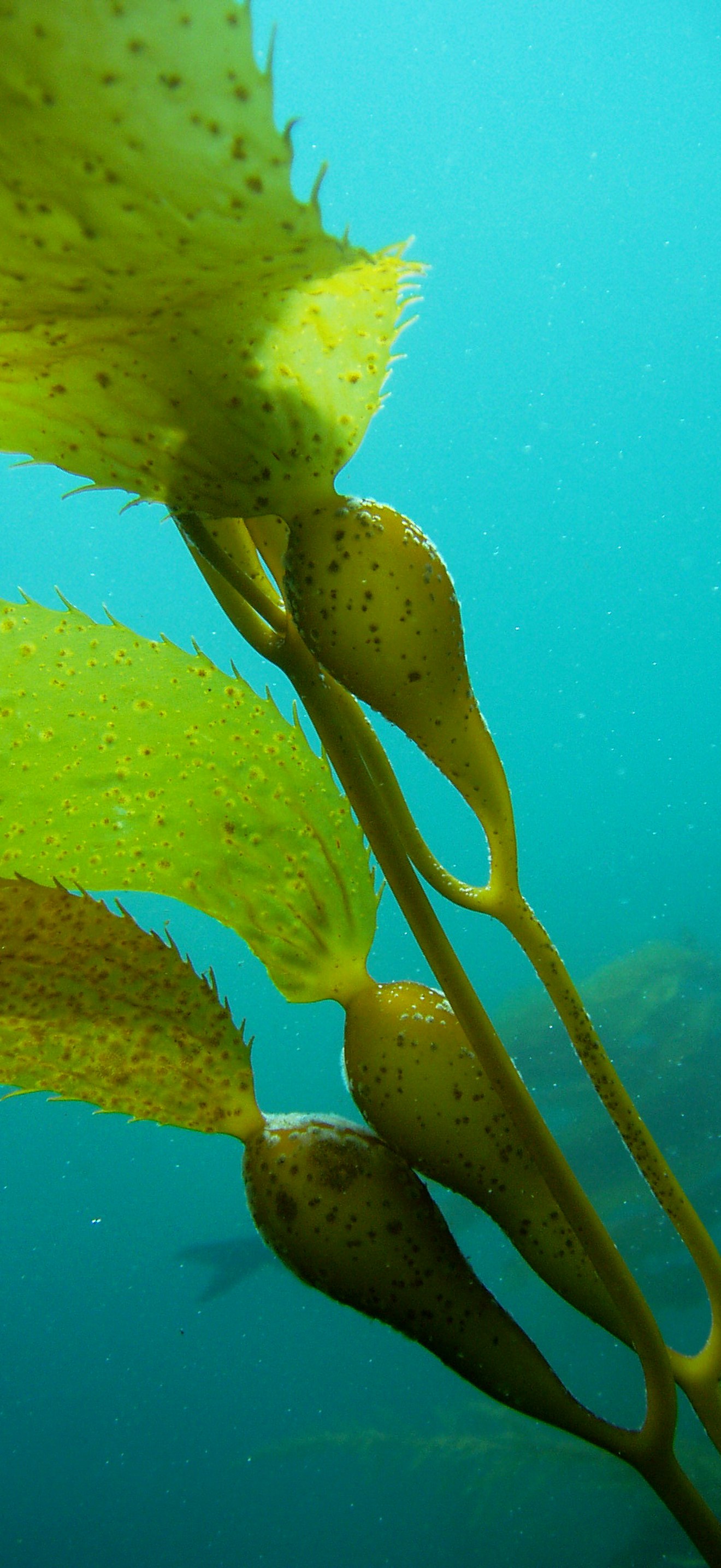 CINMS - Giant Kelp