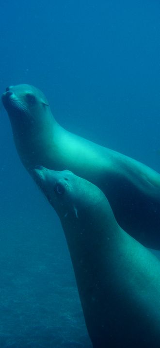 CINMS -- California Sea Lions