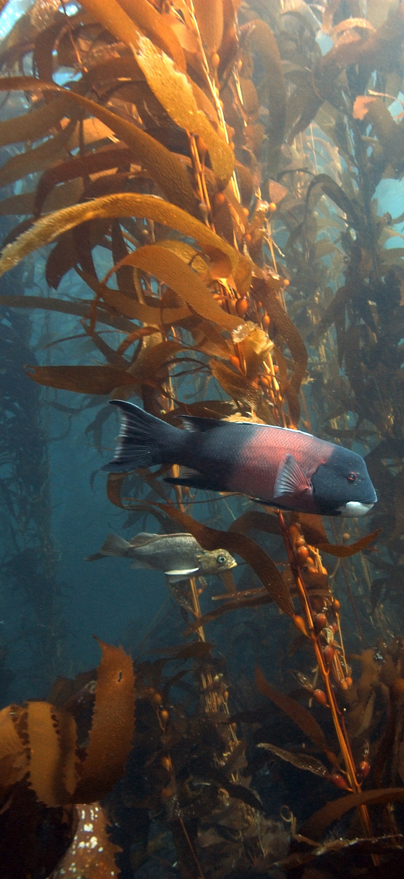 CINMS fish in kelp forest