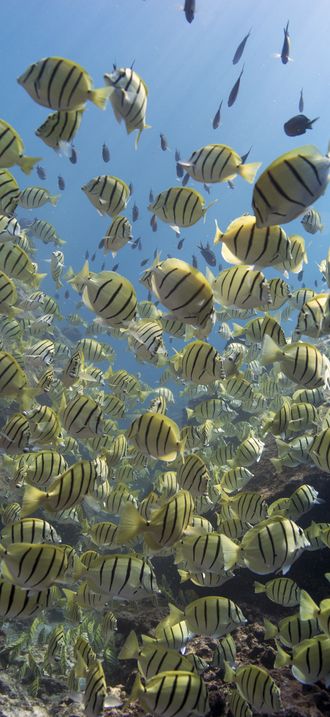 School of Convict Tangs