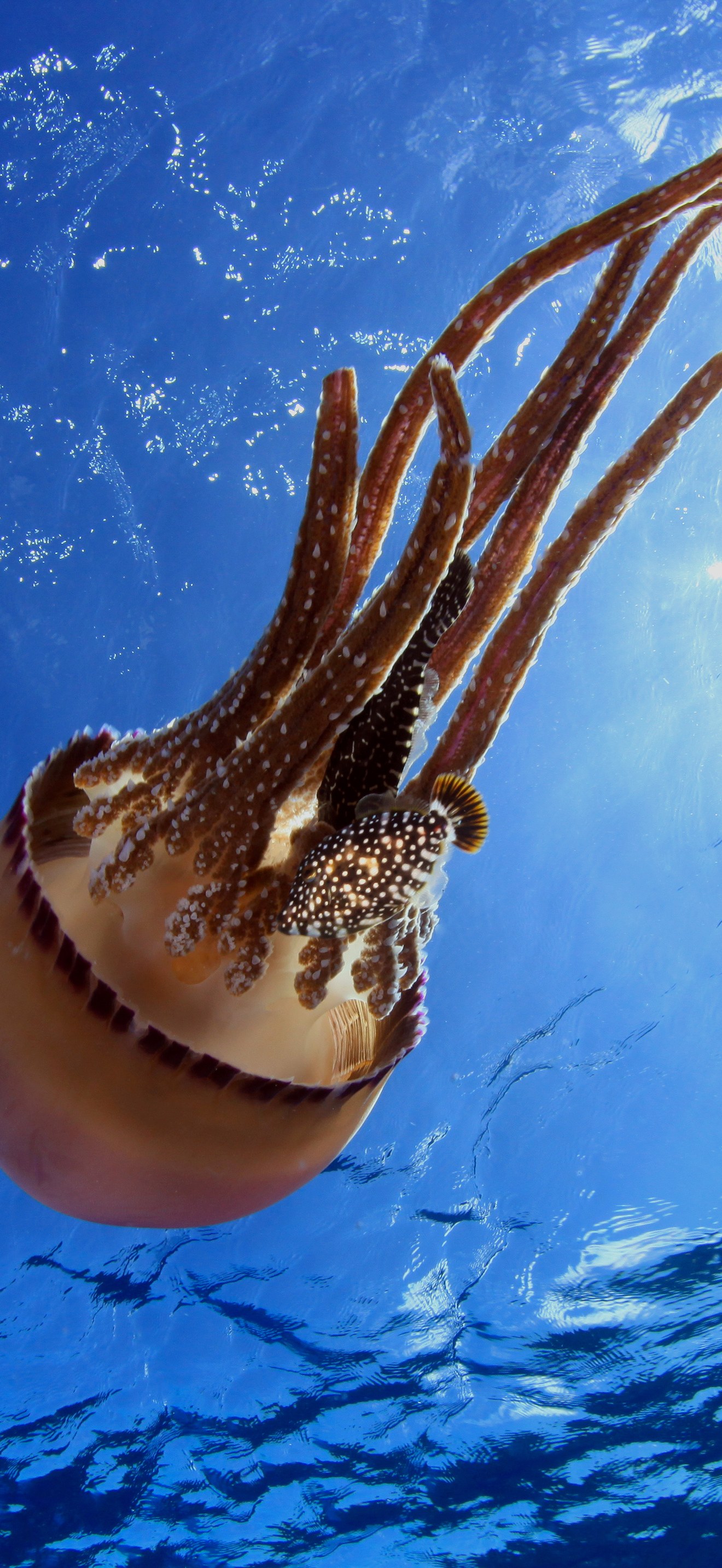 PMNM Jelly And Fish Swim Together