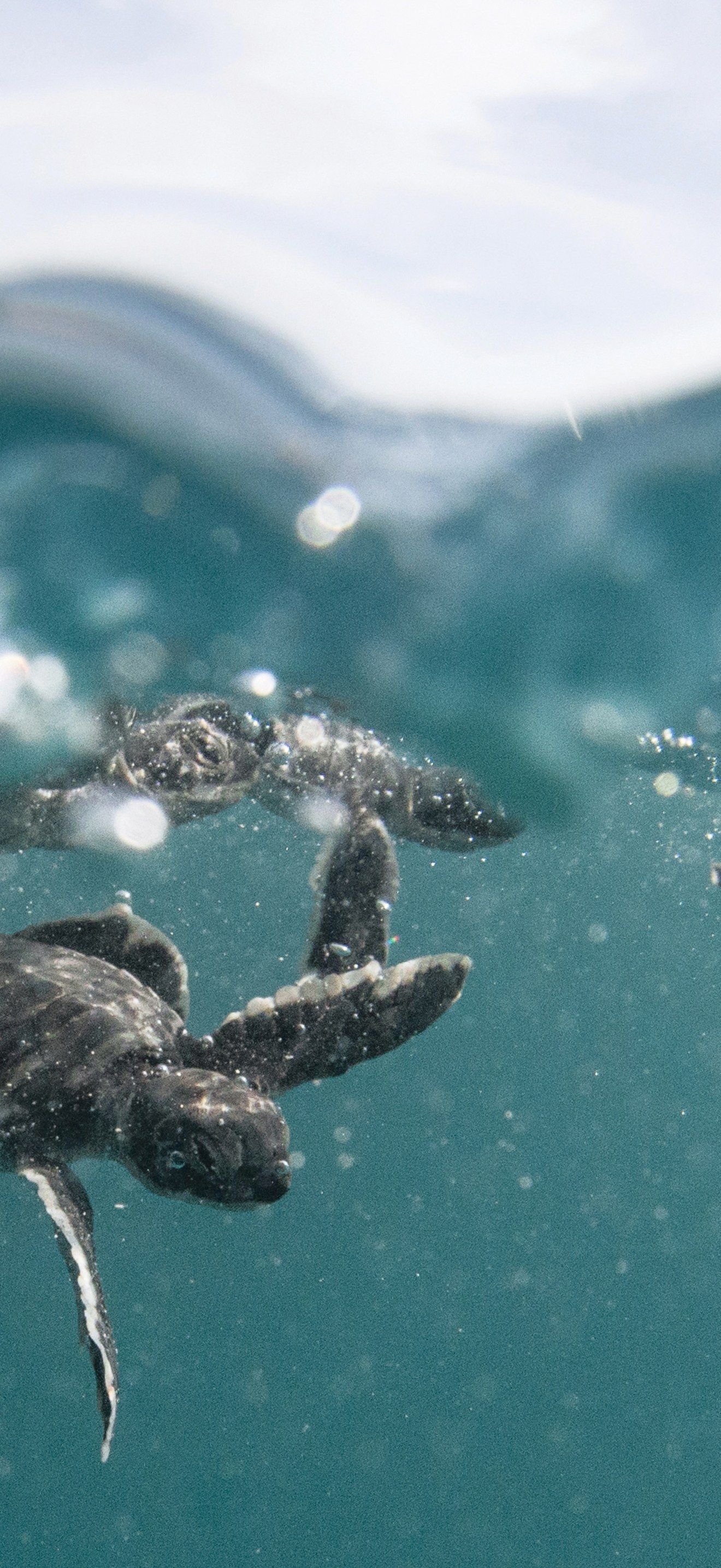 PMNM baby green sea turtles
