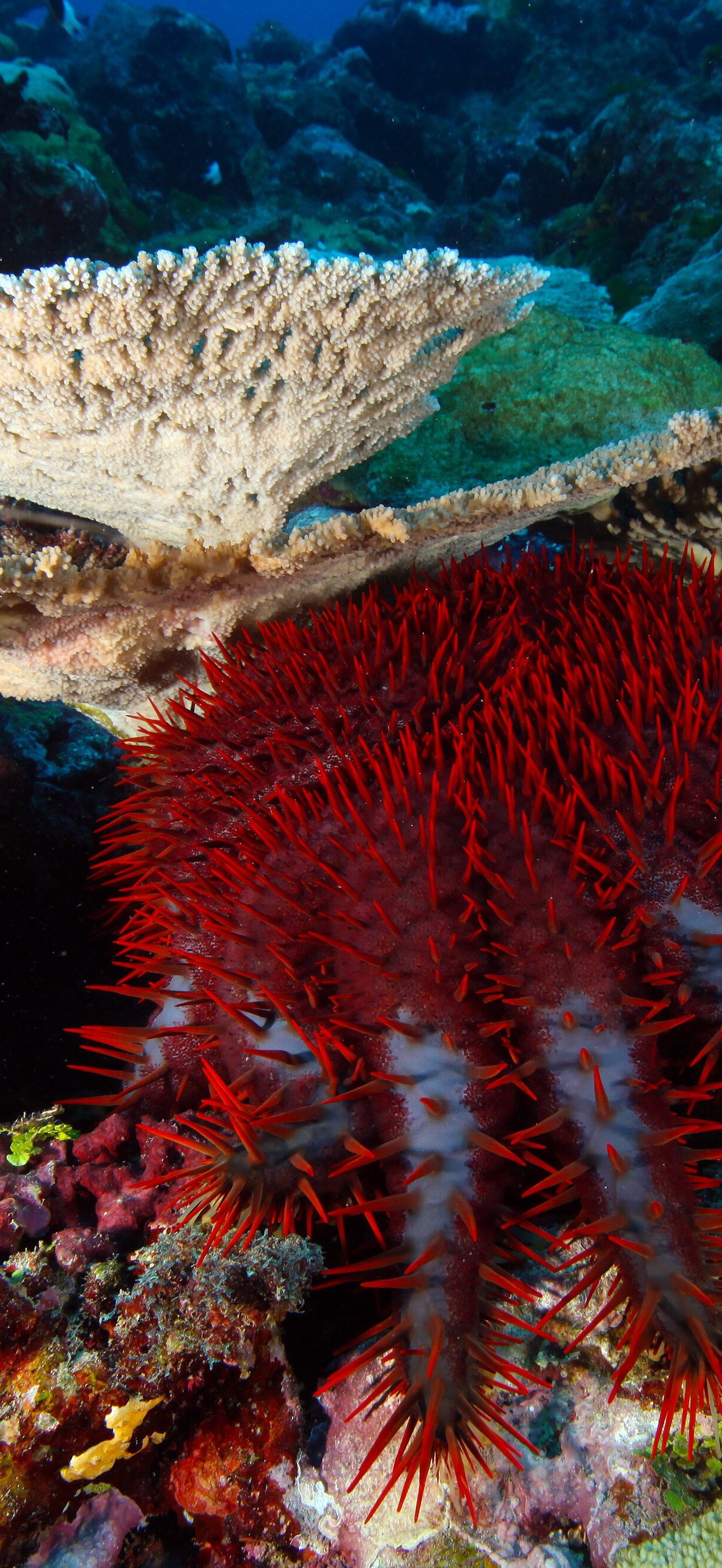 NMSAS - Crown Of Thorns Star fish