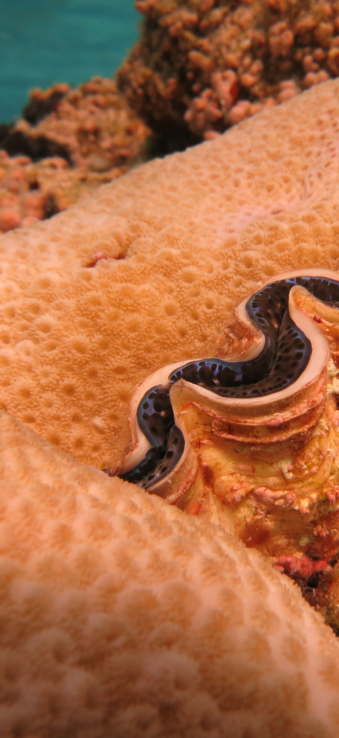 NMSAS - giant clam