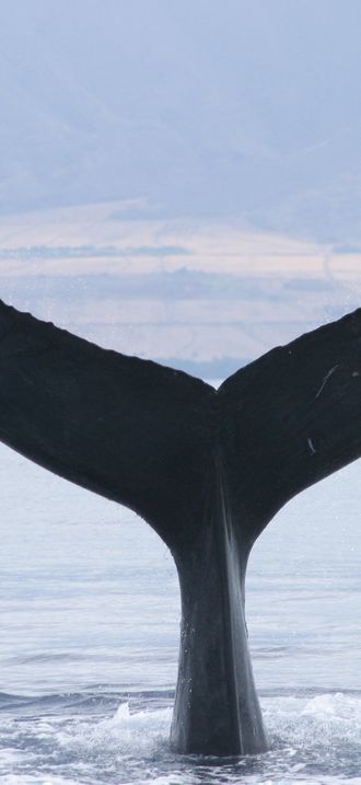 HIHWNMS - Humpback - NOAA