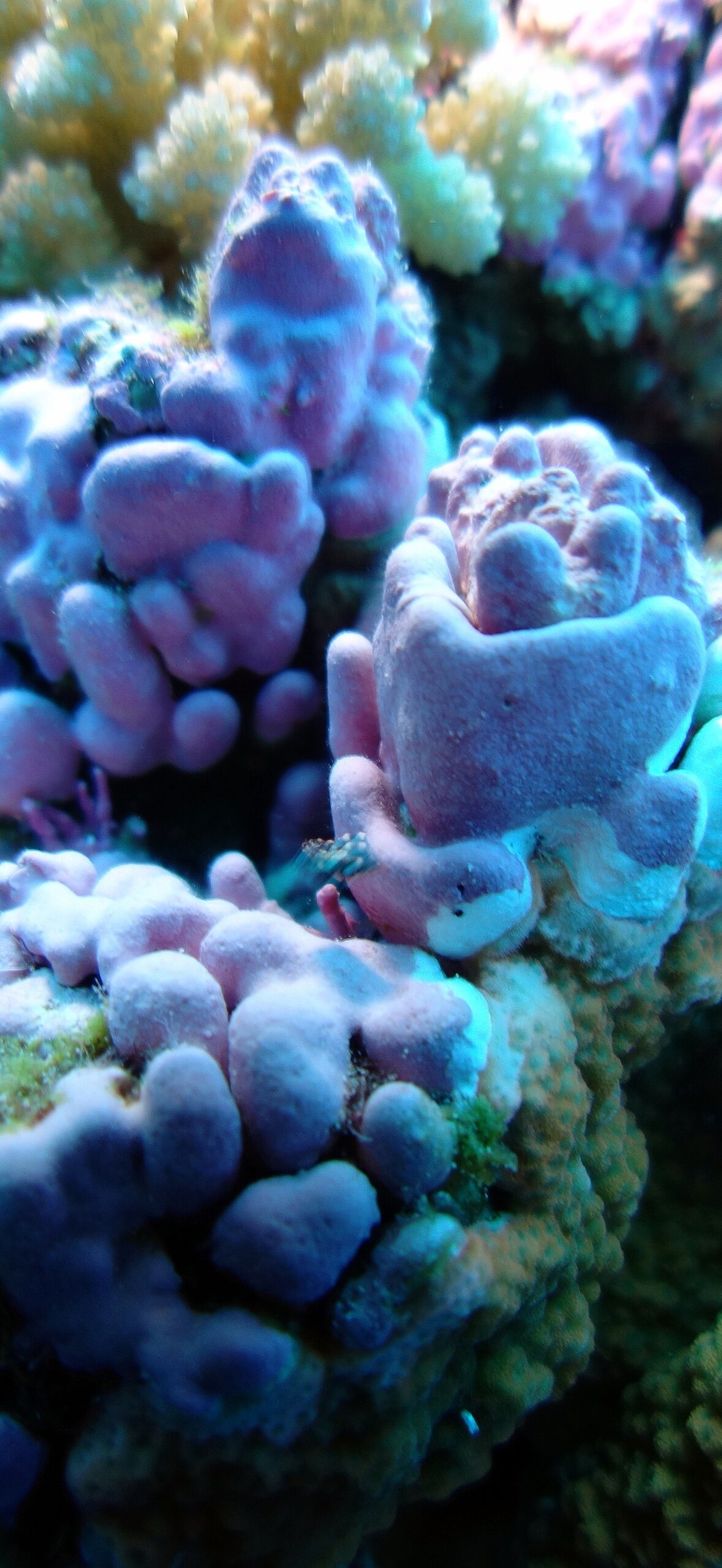 NMSAS - reef