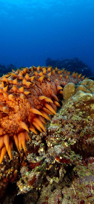 NMSAS - sea cucumber