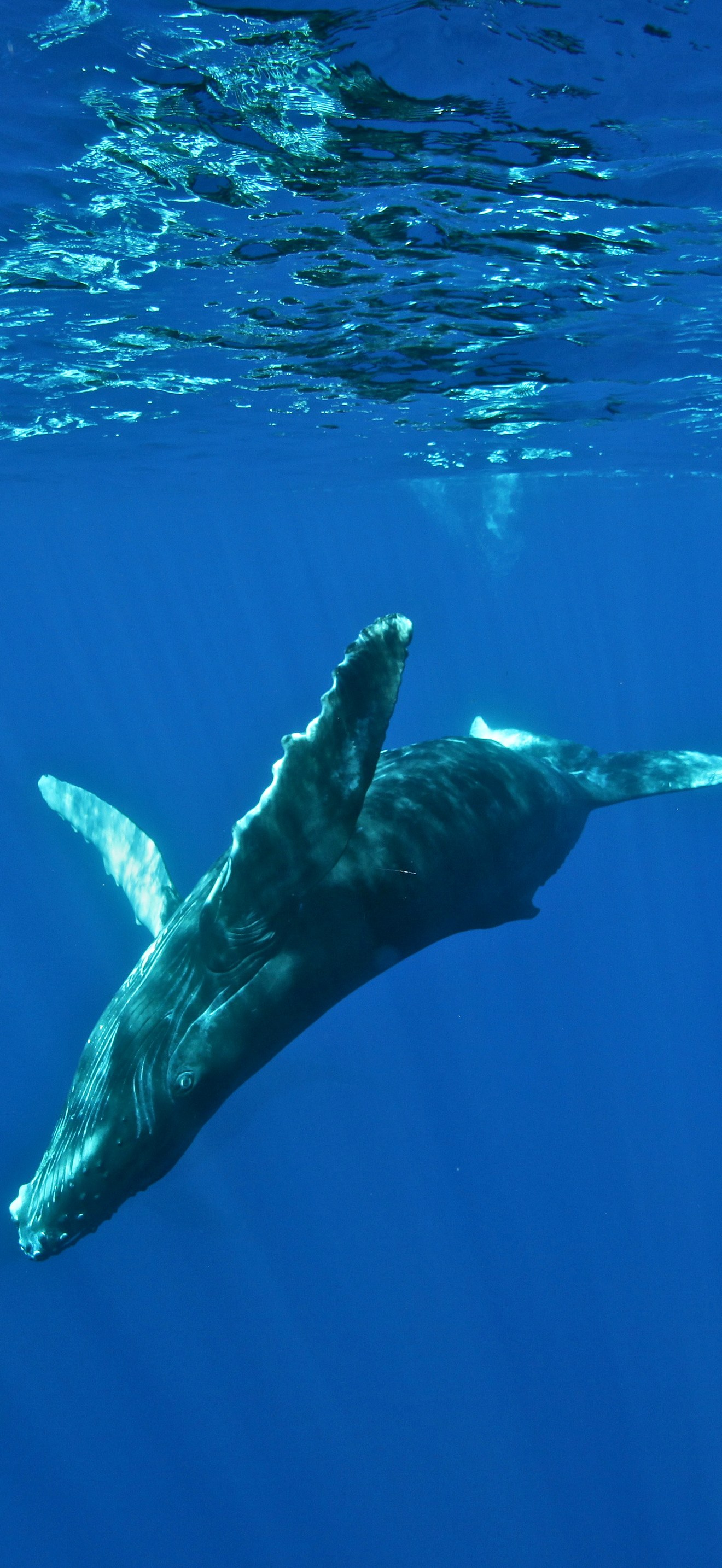 HIHWNMS - humpback - NOAAPermit14682