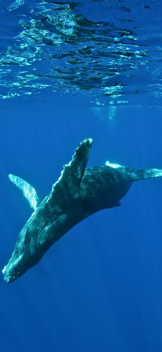 HIHWNMS - humpback - NOAAPermit14682
