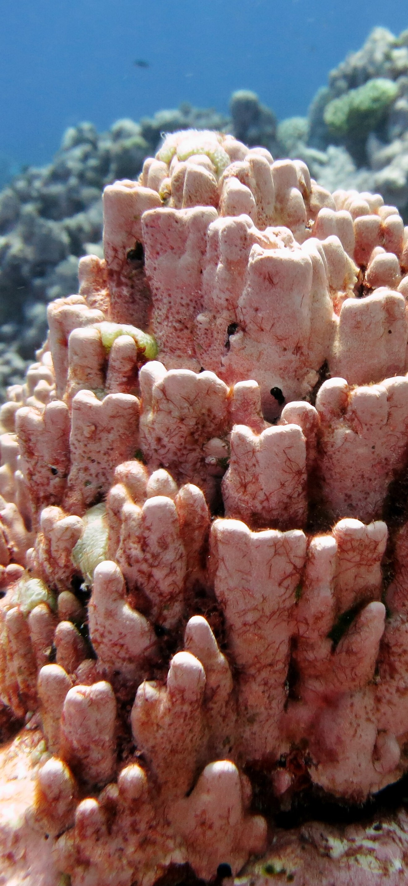 NMSAS - coralline algae