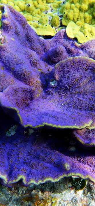NMSAS - Purple Coral Swains Island