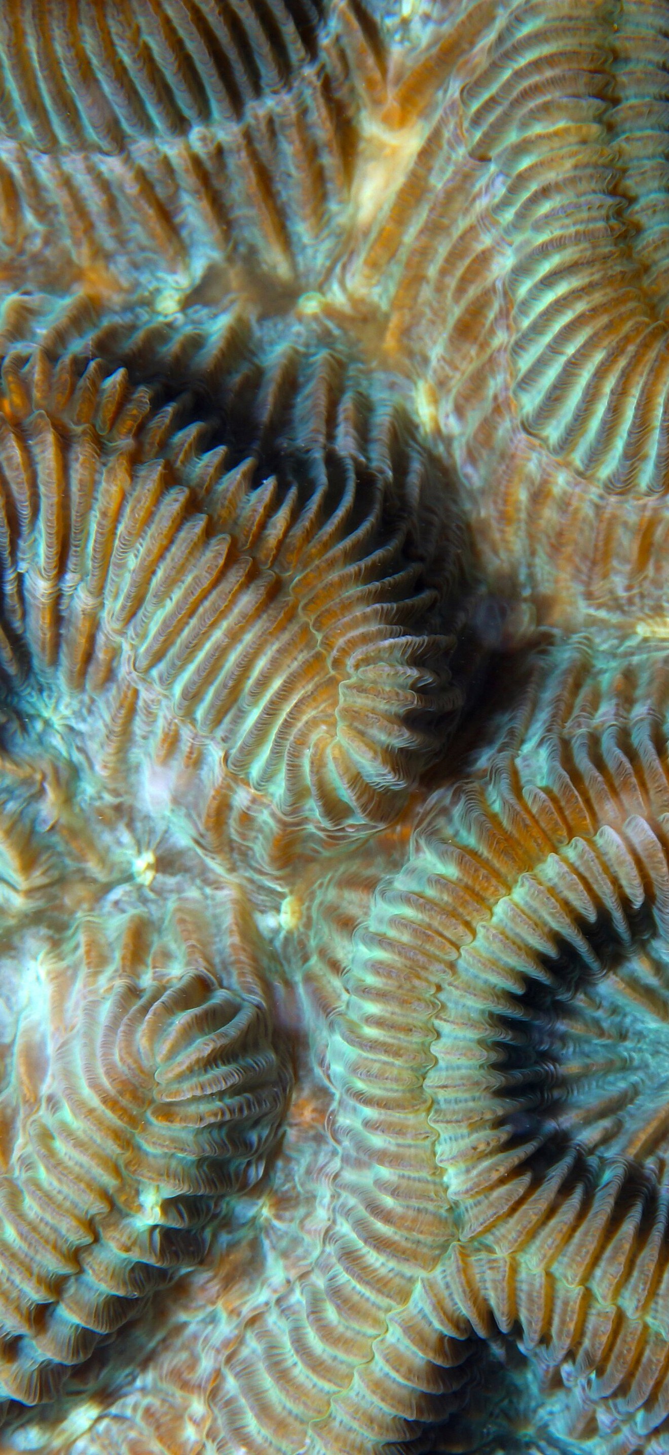 FKNMS wave coral