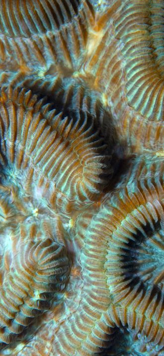 FKNMS wave coral