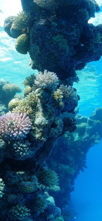 NMSAS - Rose Atoll - Catlin Survey