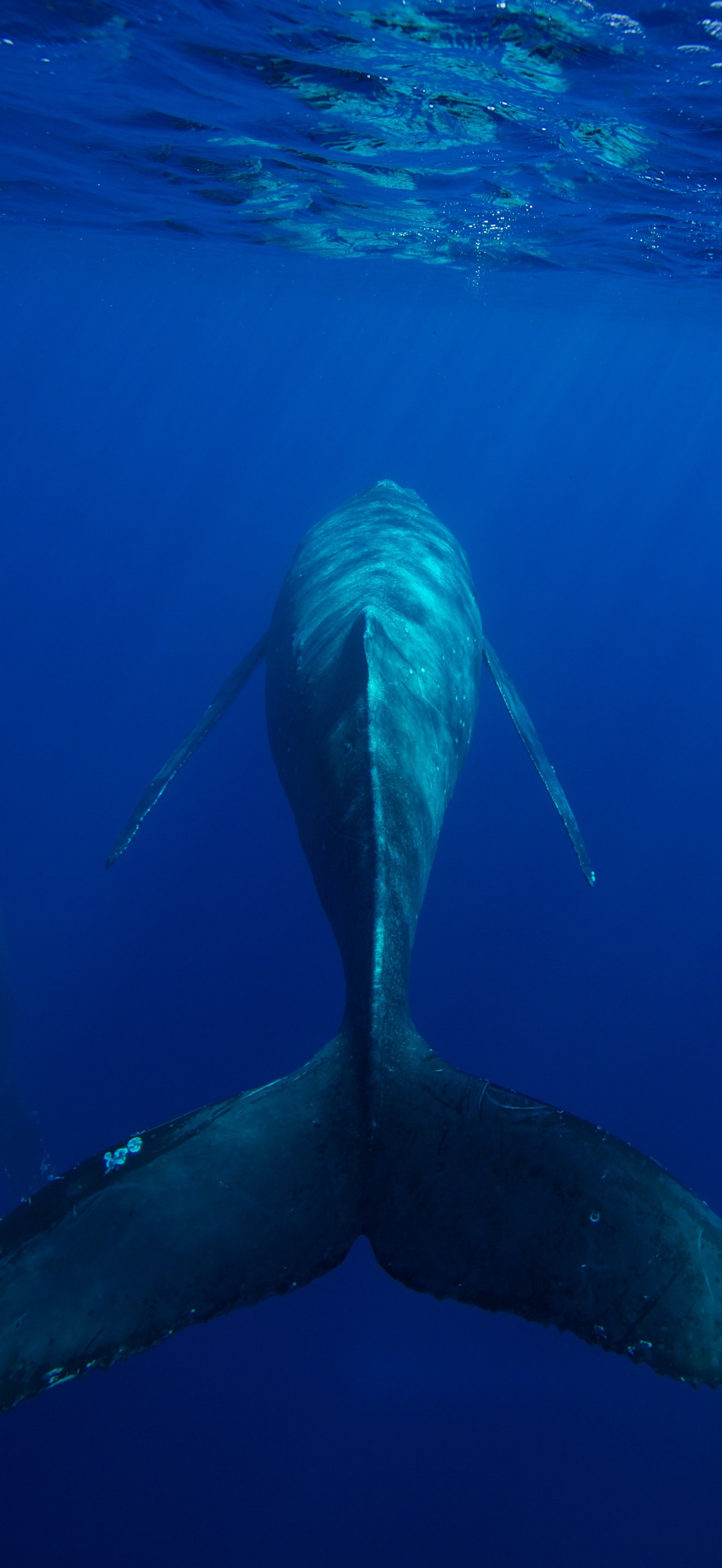 HIHWNMS - Humpback Whale