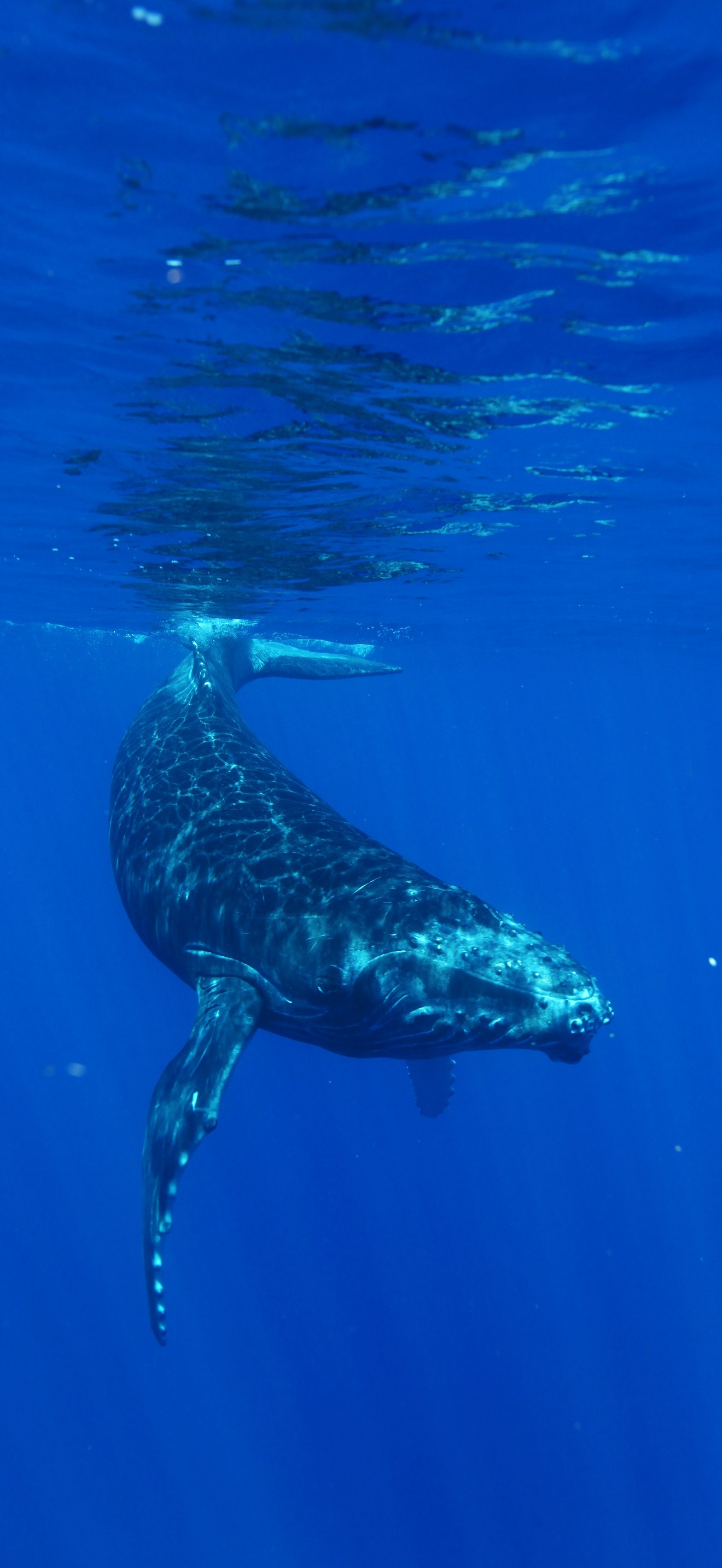 HIHWNMS - Humpback Whale
