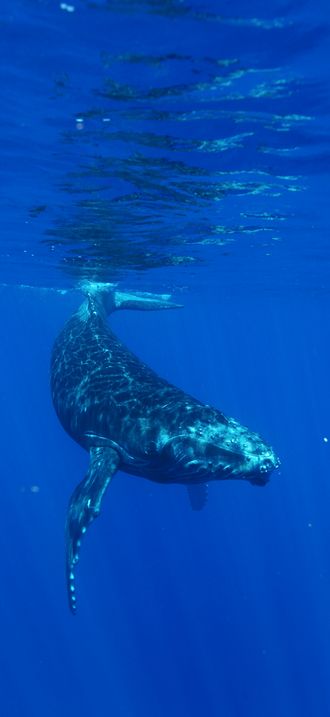 HIHWNMS - Humpback Whale