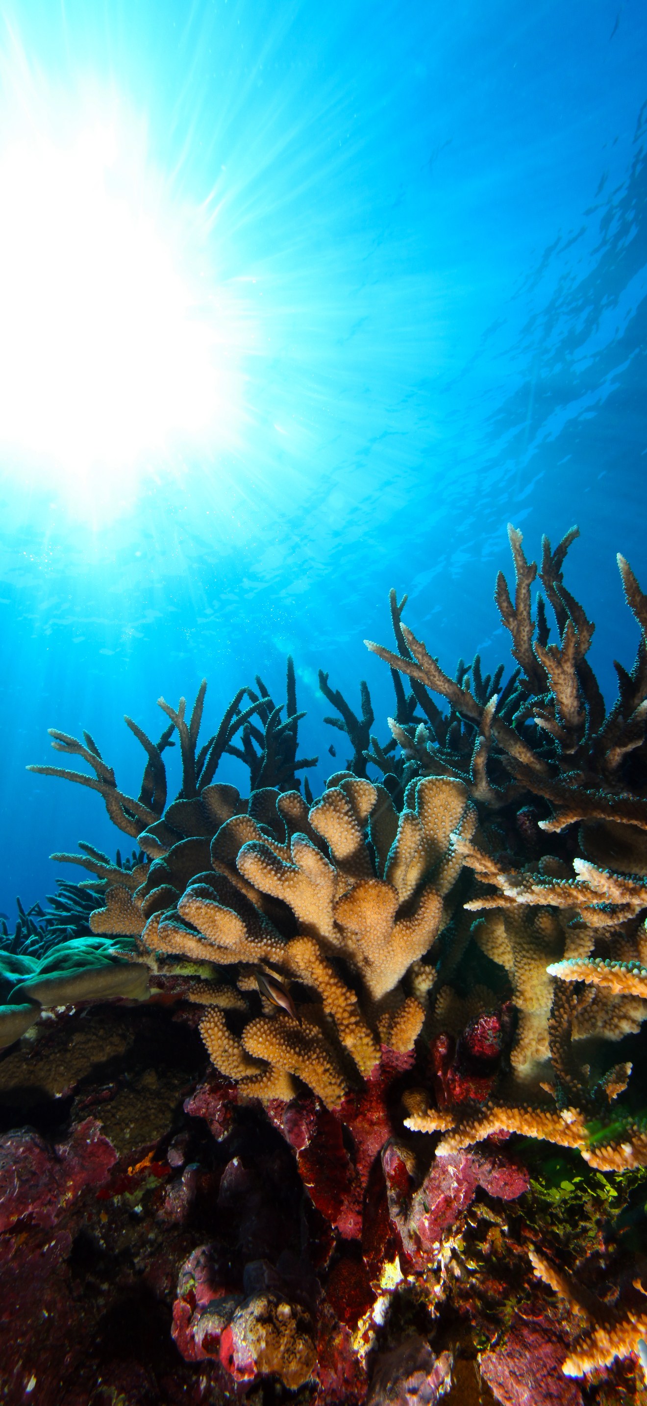 NMSAS - Reef In Sunlight