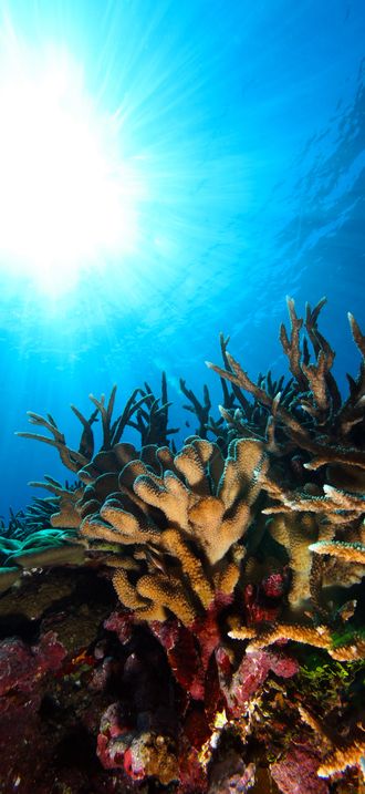 NMSAS - Reef In Sunlight