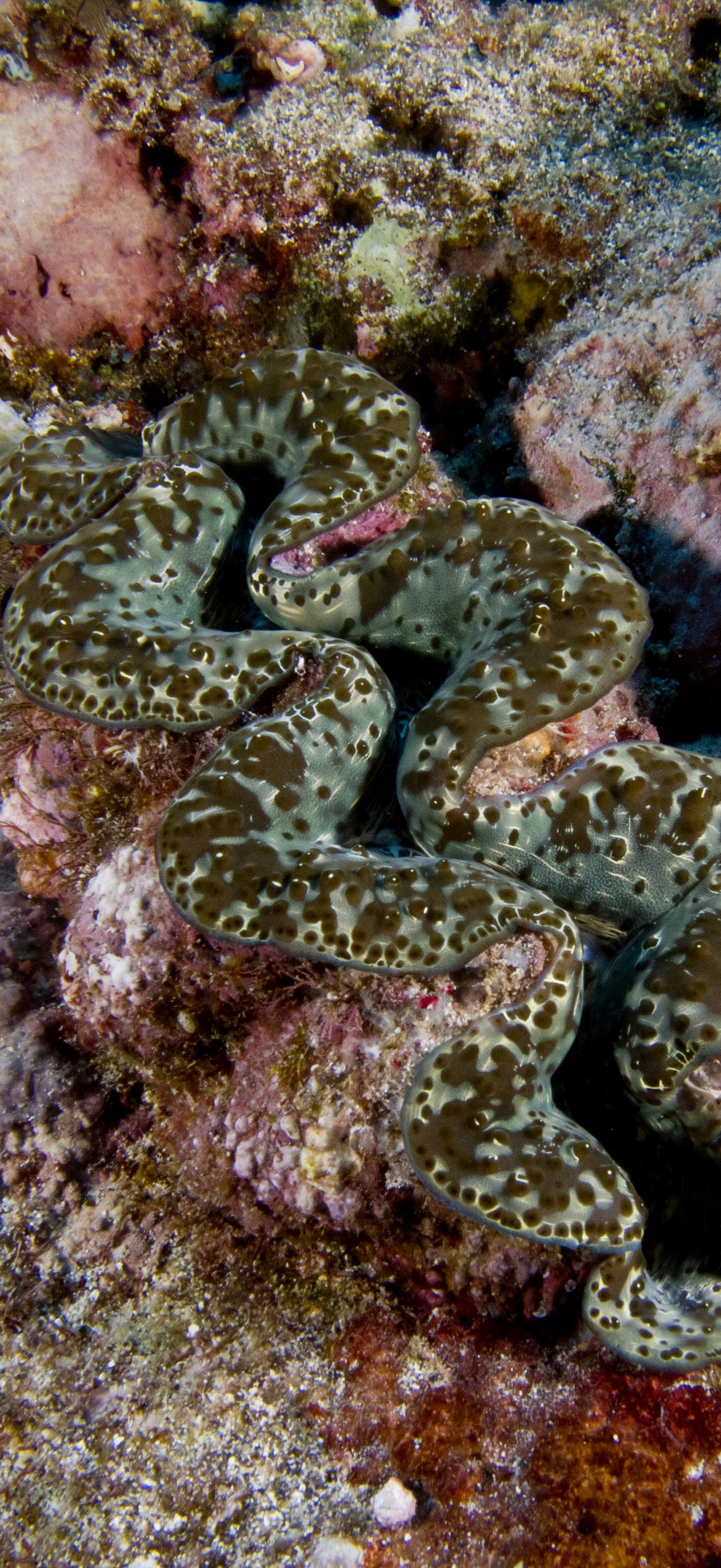NMSAS - Giant Clam - fagalua fogama'a