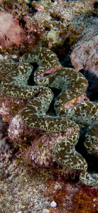 NMSAS - Giant Clam - fagalua fogama'a