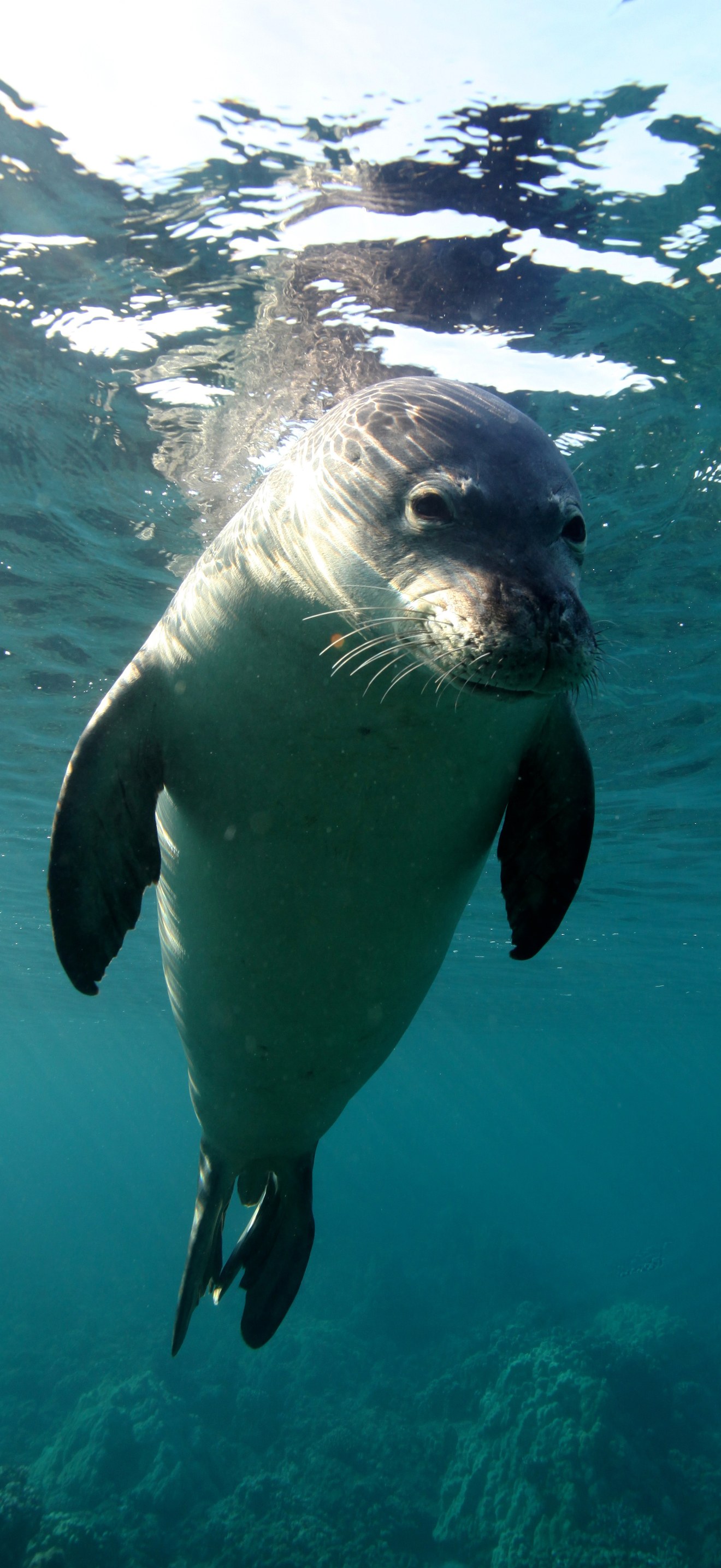 HIHWNMS - Hawaiian Monk Seal