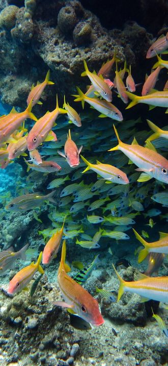 NMSAS - Rose Atoll Fish