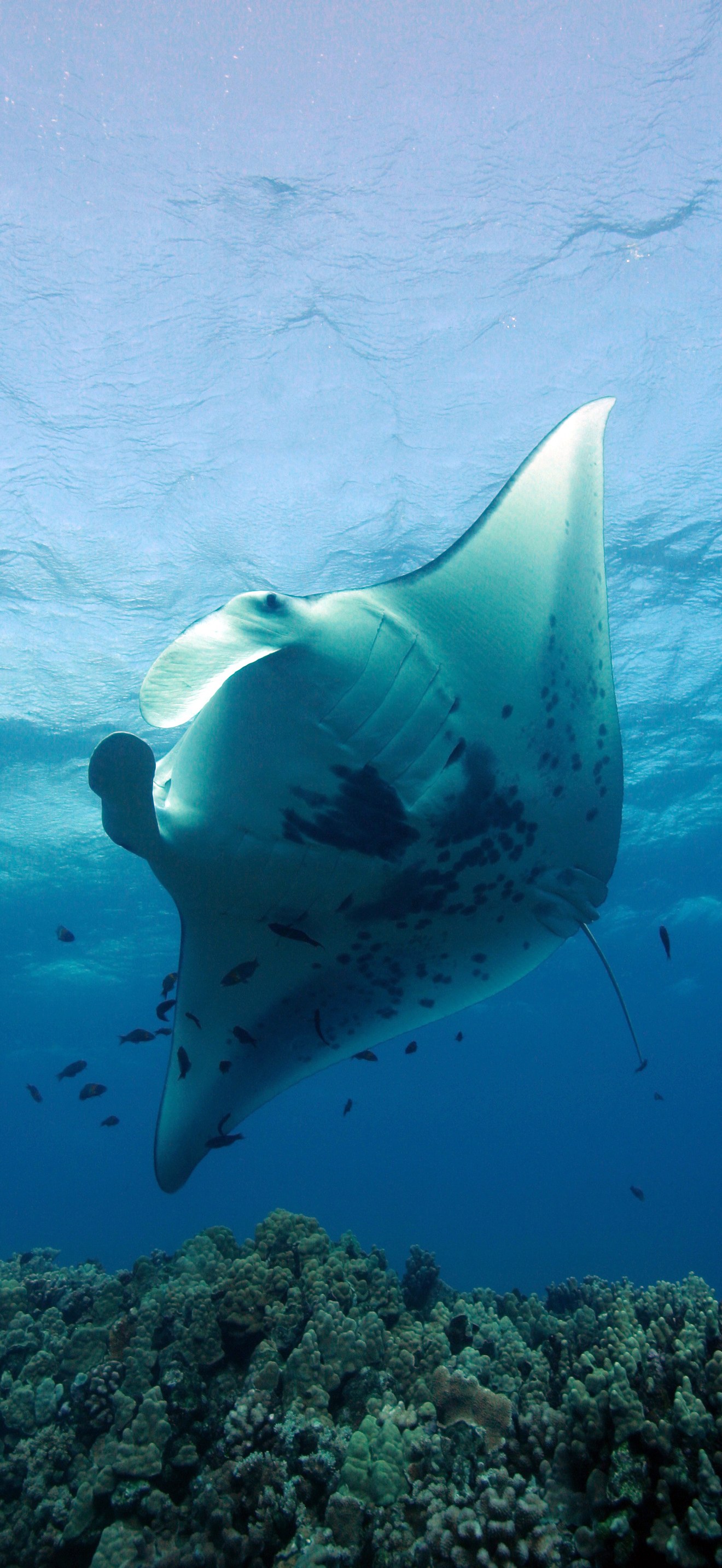 HIHWNMS - Manta Ray - Cleaner Wrasse - Cleaning Station