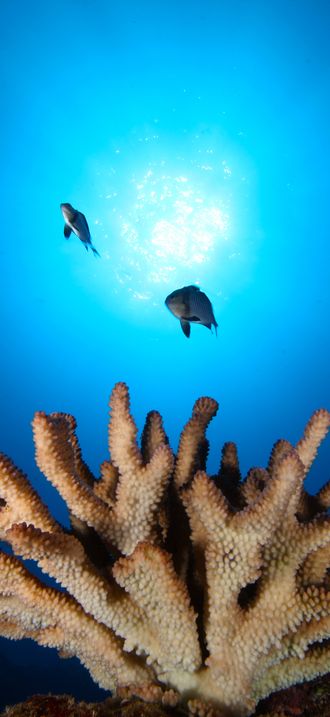 Coral And Fish